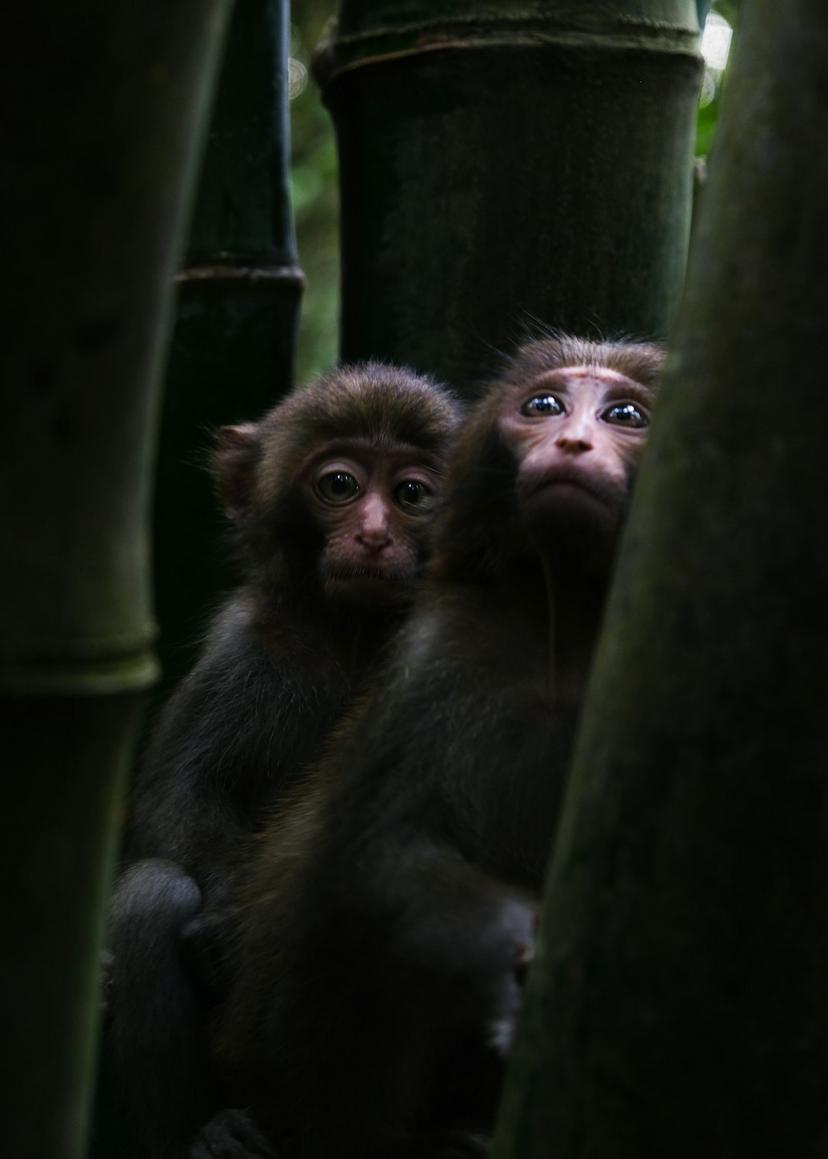 Close-up image of soft organic bamboo baby onesies with playful prints, showcasing high-quality textures and eco-friendly fabrics.